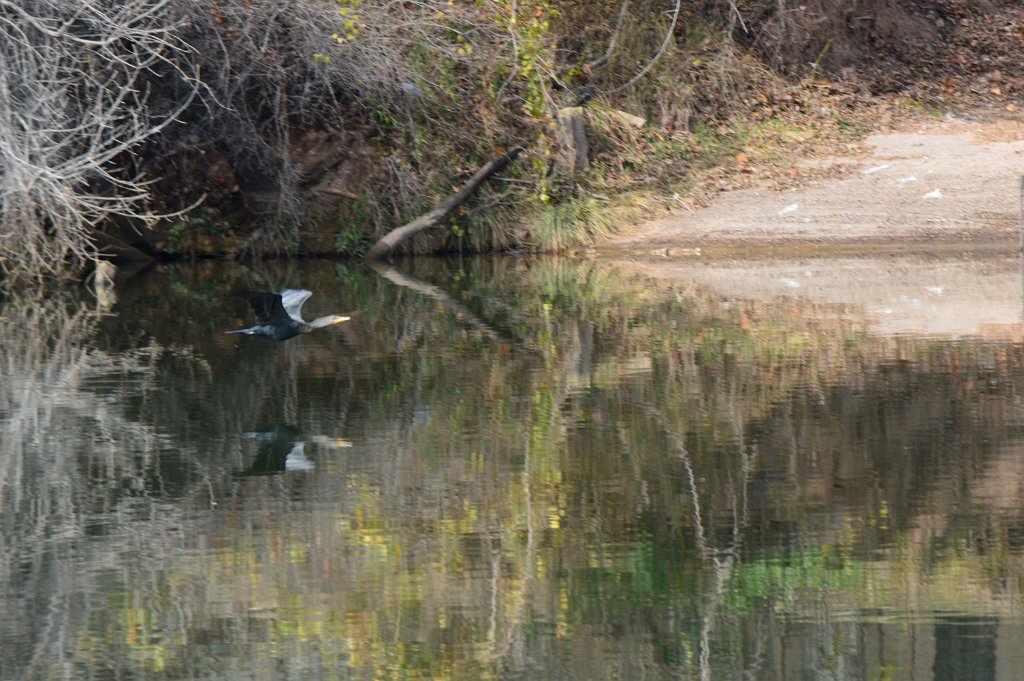Cormorant in flight (9).JPG - Double-crested Cormorant in flight. Photo by Tim Farek